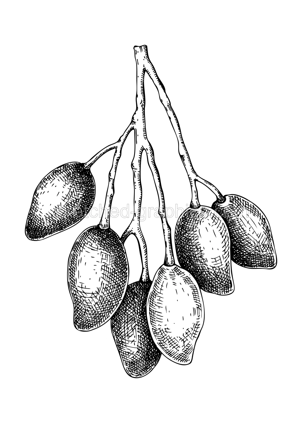 Hand drawn branch with mango sketch. Tropical fruit vector illustration isolated on white background. Whole mango in engraved style. Botanical drawing for label design, juice packaging design, menu Illustration